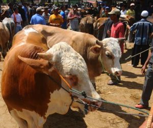 Simak Niat dan Tata Cara Pelaksanaan Qurban