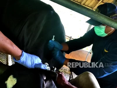 Seratus Sapi Lebih di Kebumen Terkena Virus LSD