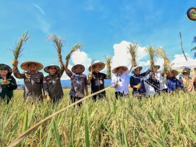 Wabup Badrun Nggai Dampingi Wagub Sulteng Panen Padi Nusantara di Balinggi