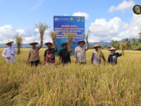 Asisten II Ir. Lewis baca Sambutan Bupati Parimo dikegiatan Panen raya Padi Metode Haston desa Suli Indah