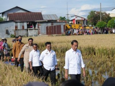 Presiden Jokowi bersama Mentan SYL Panen Raya di Maros, Sulsel