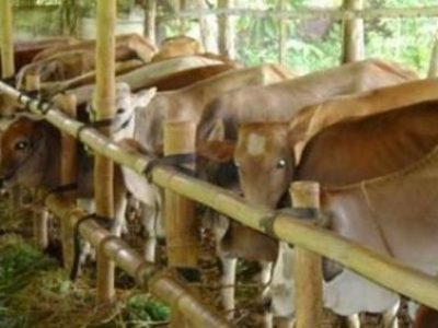 Ternyata Segini Harga Sapi Limosin 1 Ton