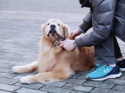 Hukum Memelihara Anjing untuk Umat Islam