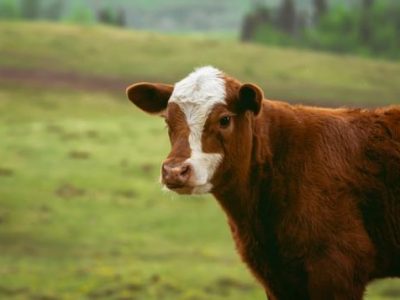 Kisah Sapi Betina pada Zaman Nabi Musa, Mampu Ungkap Pembunuh di Kaum Bani Israil