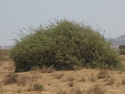 Mengenal Pohon Gharqad Tempat Persembunyian Kaum Yahudi, Kini Banyak Ditanam Orang Israel