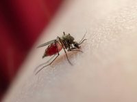 Syarat dan Ketentuan Mencegah DBD Dengan Vaksinasi