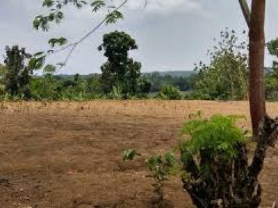 Pemprov Sulteng Tambah Alokasi Lahan IP400 Seluas 10.500 Hektare pada 2024