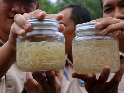KKP: Kerugian Akibat Penyelundupan Benih Lobster Januari-September Rp 260 Miliar