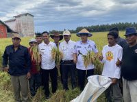 Kasimbar Palapi Gelar Panen Perdana, Bupati Turun Langsung ke Sawah