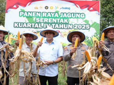 Hadiri Panen Raya Jagung, Bupati Erwin Burase Dorong OPD Perkuat Program Swasembada Pangan
