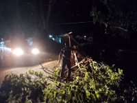 Angin Kencang di Parigi Sebabkan Pohon Tumbang di Kawasan Pasar Baru