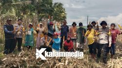 Didampingi Polisi, BUMDes Desa Bugis Sukses Panen Jagung di Mepanga
