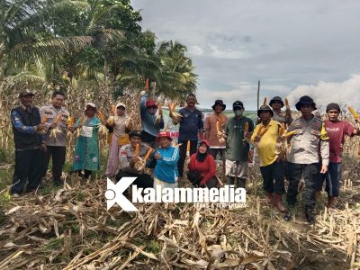 Didampingi Polisi, BUMDes Desa Bugis Sukses Panen Jagung di Mepanga