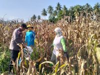 Polsek Sausu dan Petani Binaan Panen Jagung 1 Hektare di Desa Suli