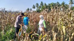 Polsek Sausu dan Petani Binaan Panen Jagung 1 Hektare di Desa Suli
