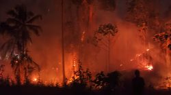Karhutla Kembali Terjadi, 2 Hektare Lahan di Bolano Terbakar