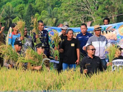 Bupati Erwin Panen Perdana di Kasimbar, Parimo Kejar Kembali Surplus Beras